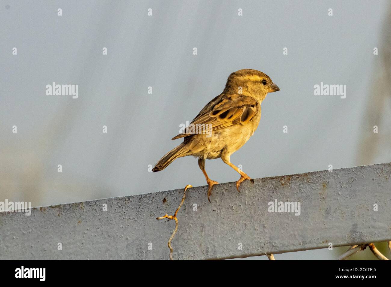 Spatz Stockfoto