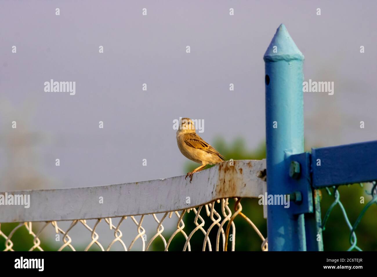 Spatz Stockfoto