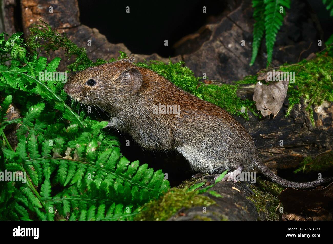Rötelmaus Stockfoto