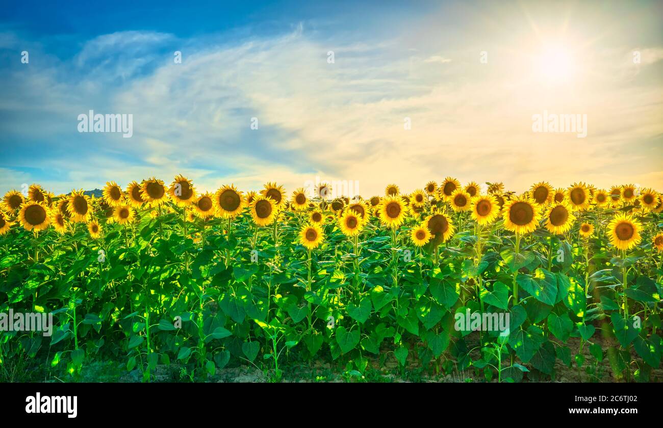 Feld der blühenden Sonnenblumen bei Sonnenuntergang, Sommerlandschaft in der Toskana, Italien Stockfoto