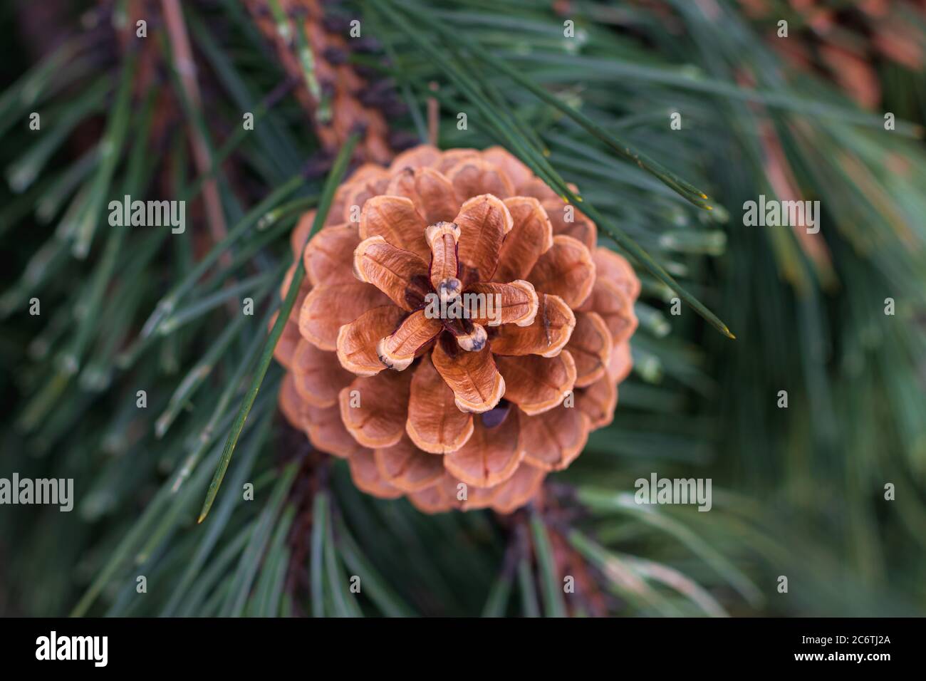 Braune Nadelkiefer Kegel auf Zweig Stockfoto