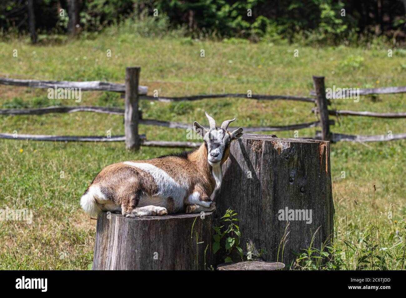 Ziege Capra aegagrus hircus liegend Stumpf Stockfoto