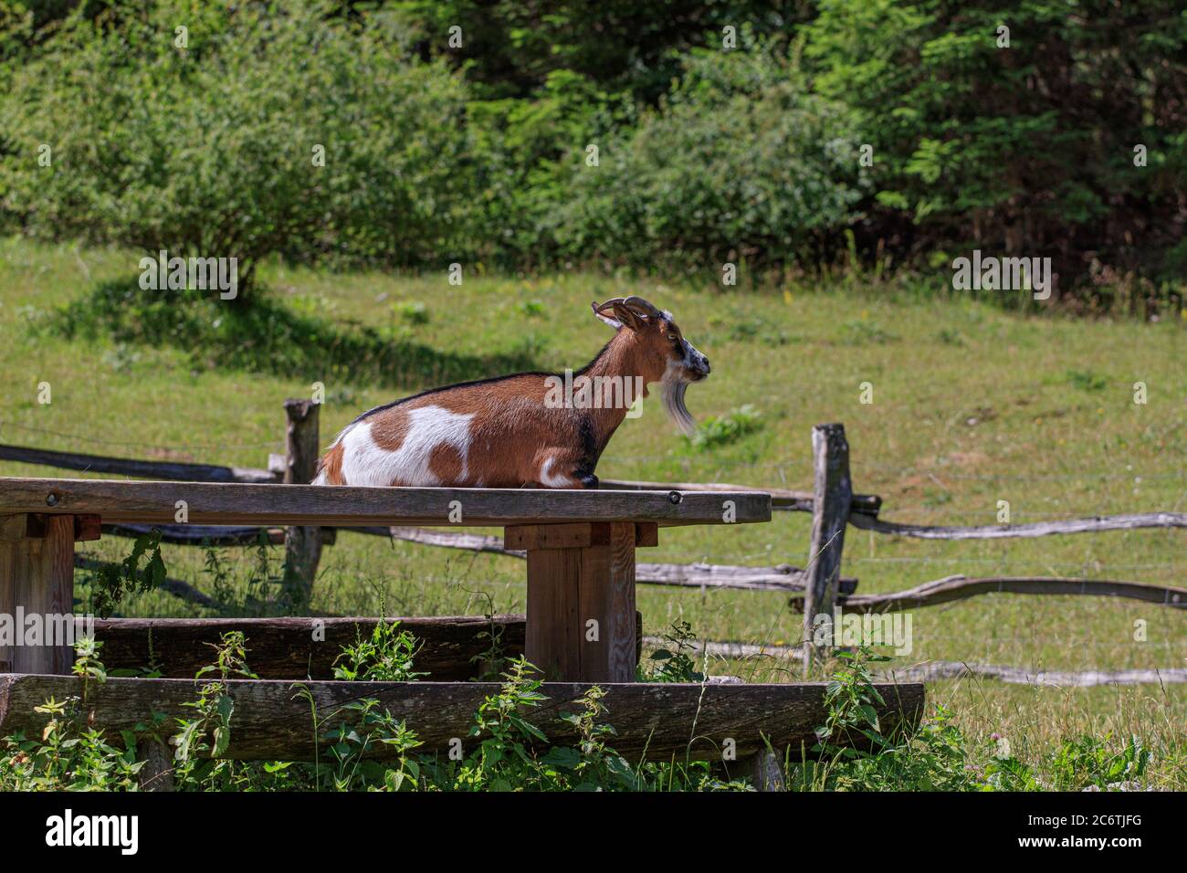 Ziege Capra aegagrus hircus Liegetisch Stockfoto