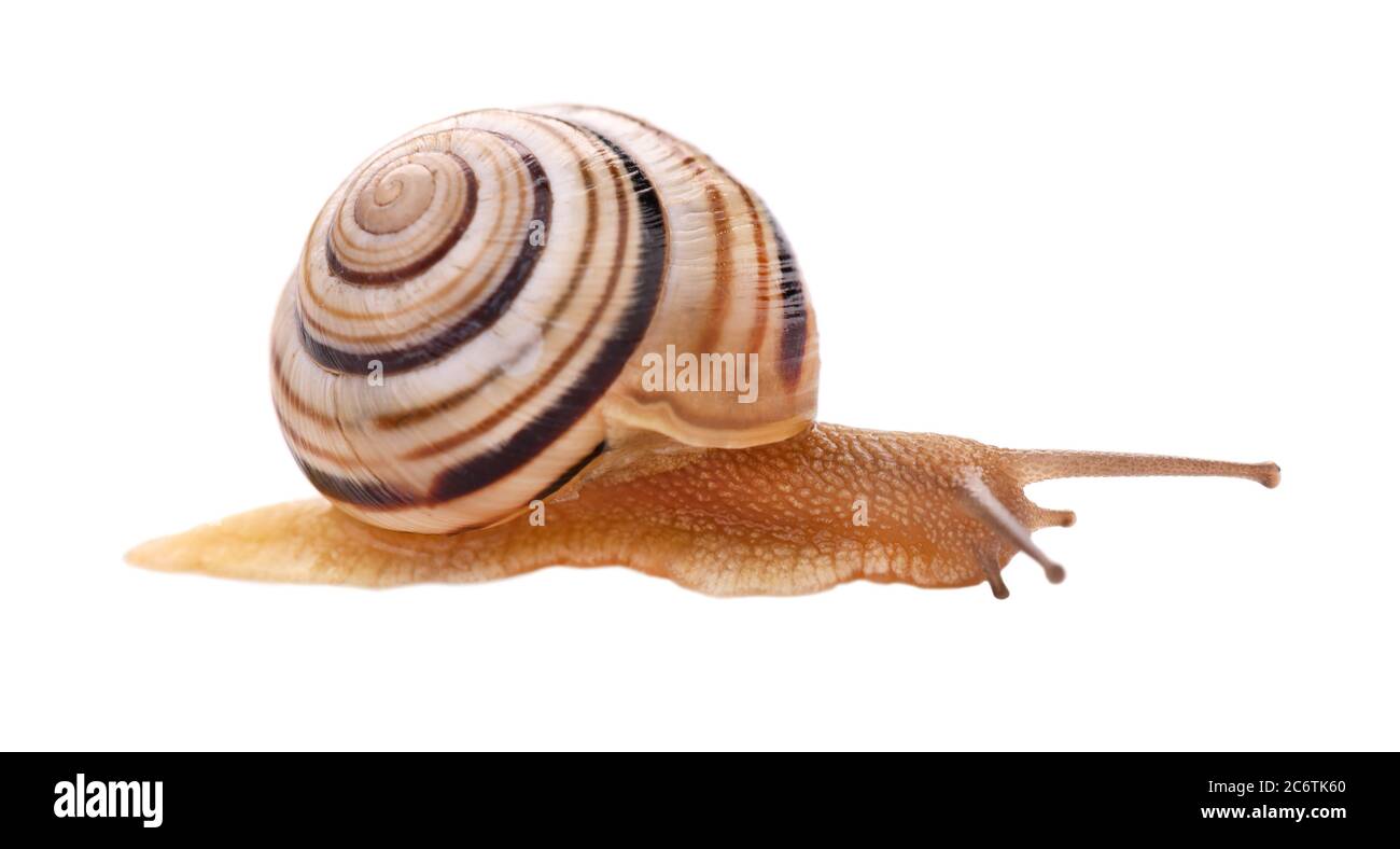 Gartenschnecke vor, isoliert auf weißem Hintergrund. Stockfoto