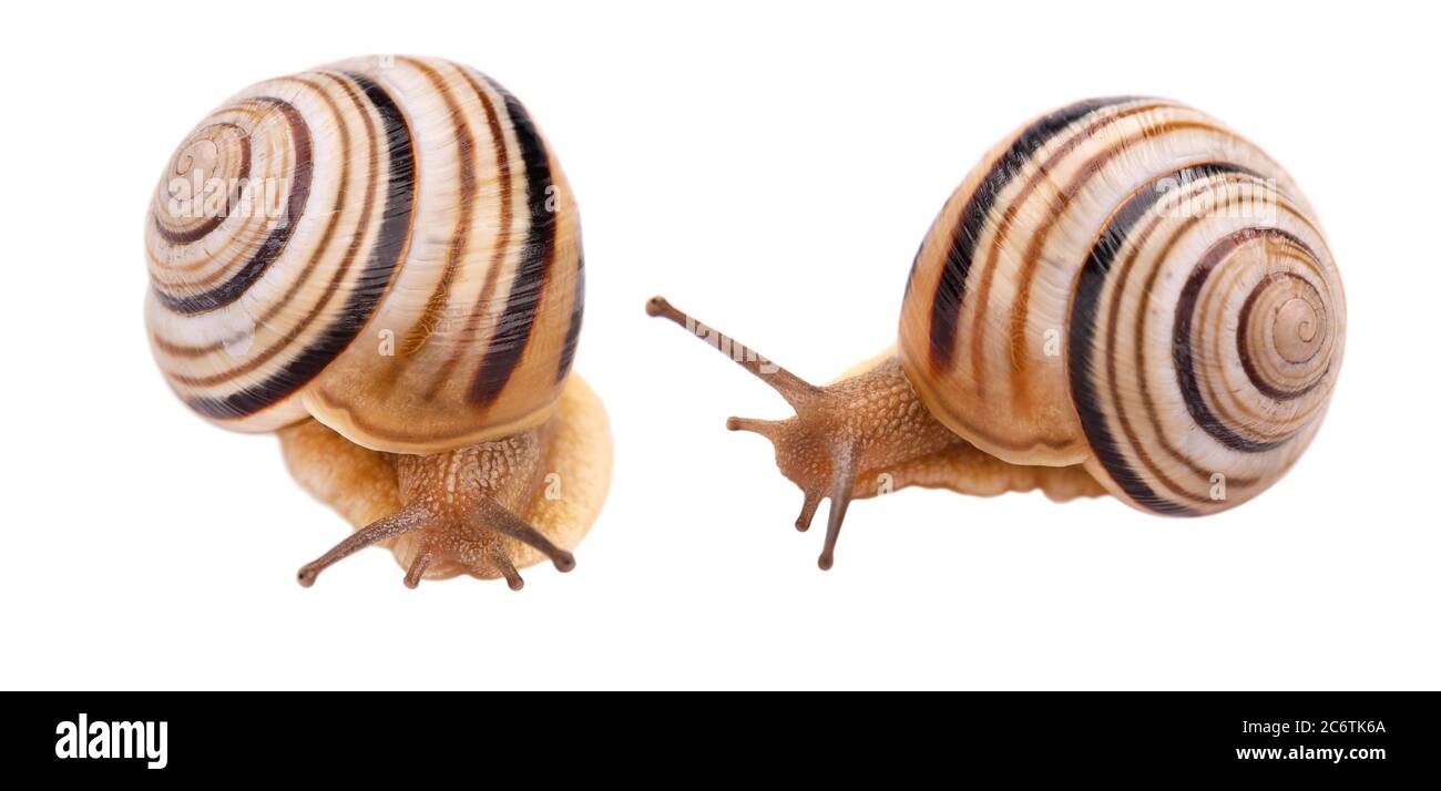 Gartenschnecke vor, isoliert auf weißem Hintergrund. Stockfoto