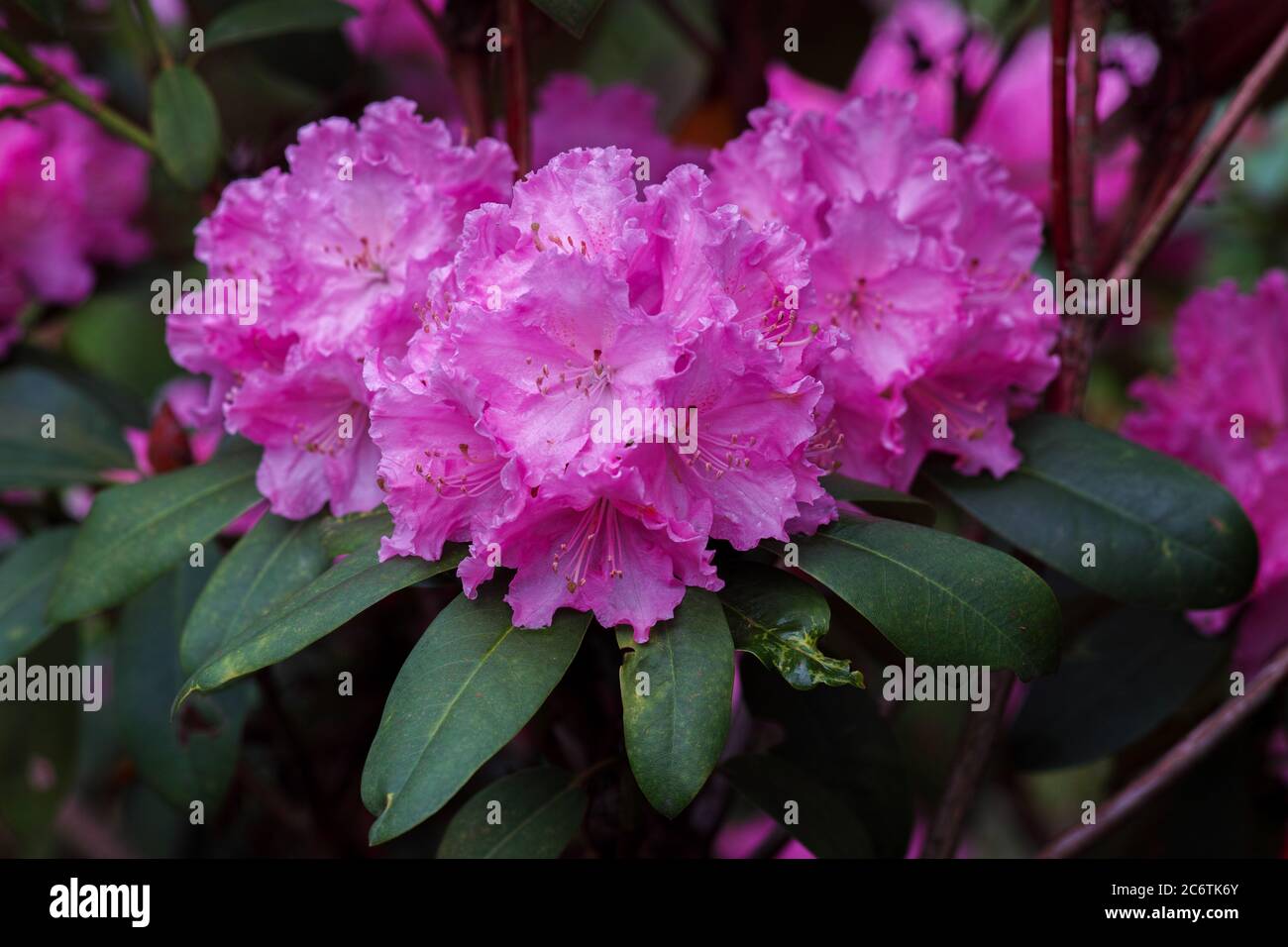 Catawba Rhododendron cultivar (Rhododendron catawbiense) Stockfoto