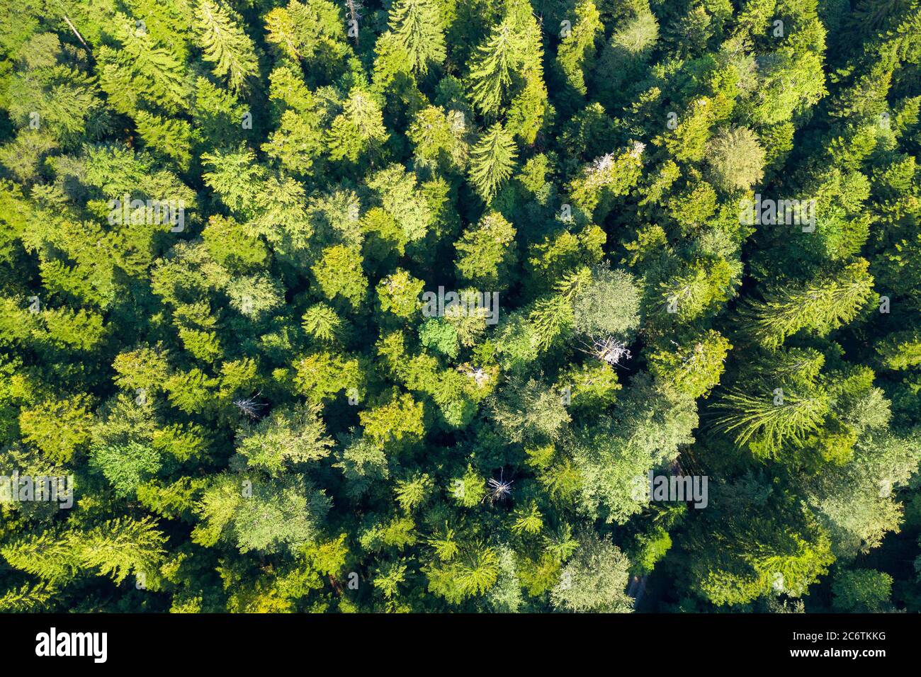 Luftaufnahme des Primärwaldes Corkova uvala im Nationalpark Plitvicer Seen, Kroatien Stockfoto
