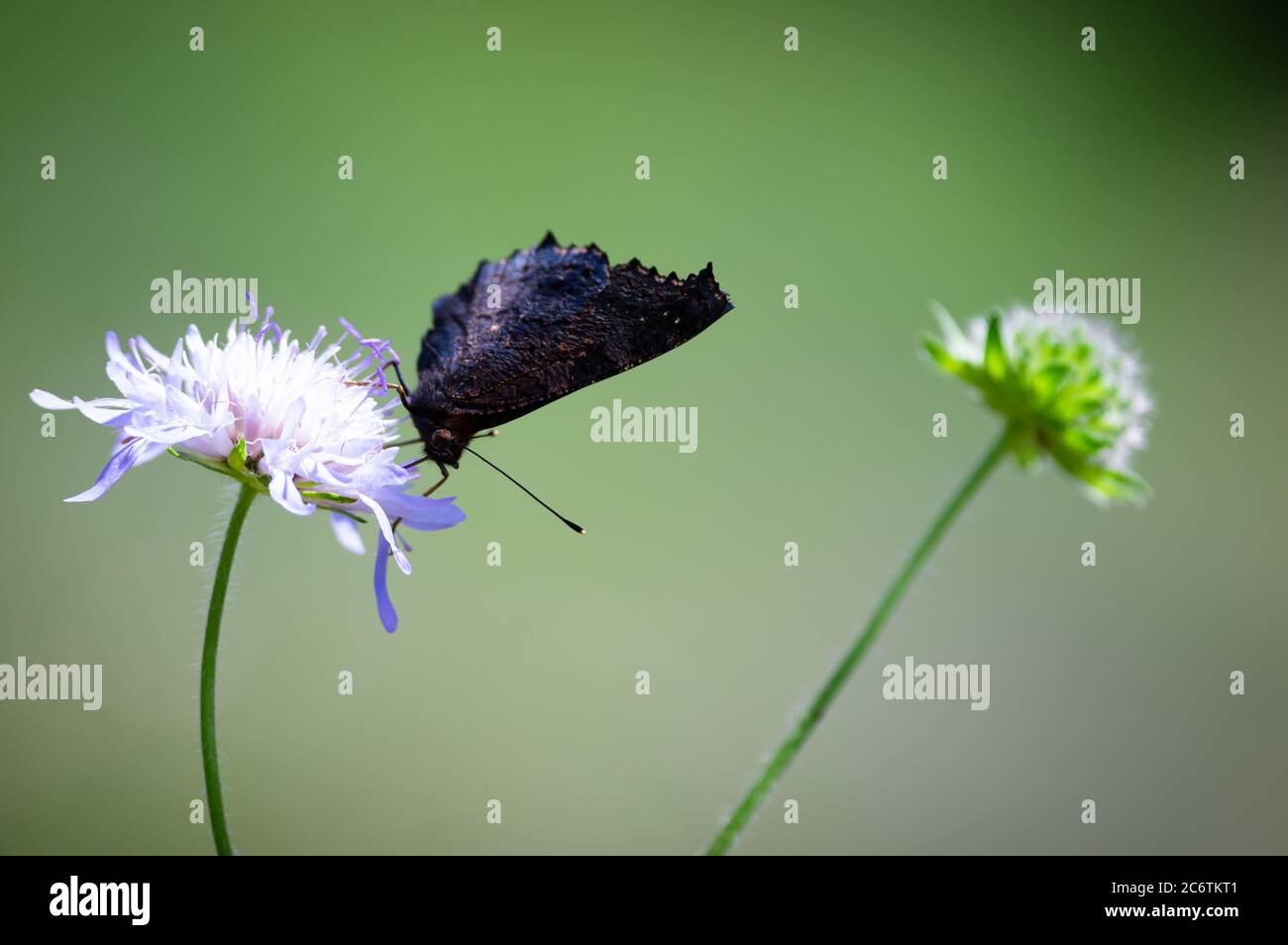 Ein Schmetterling auf einer Blume mit geschlossenen Flügeln sitzend. Stockfoto