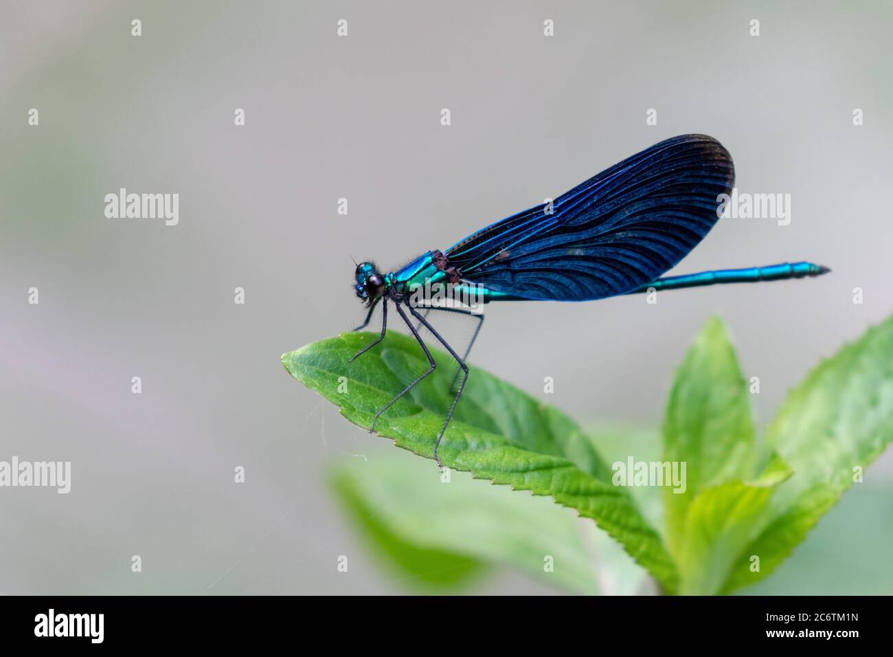 Die schöne demoiselle (Calopteryx virgo) auf der Vegetation im Nationalpark Plitvicer Seen, Kroatien Stockfoto