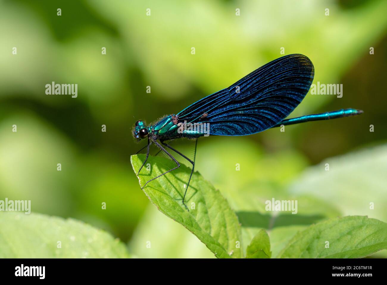 Die schöne demoiselle (Calopteryx virgo) auf der Vegetation im Nationalpark Plitvicer Seen, Kroatien Stockfoto