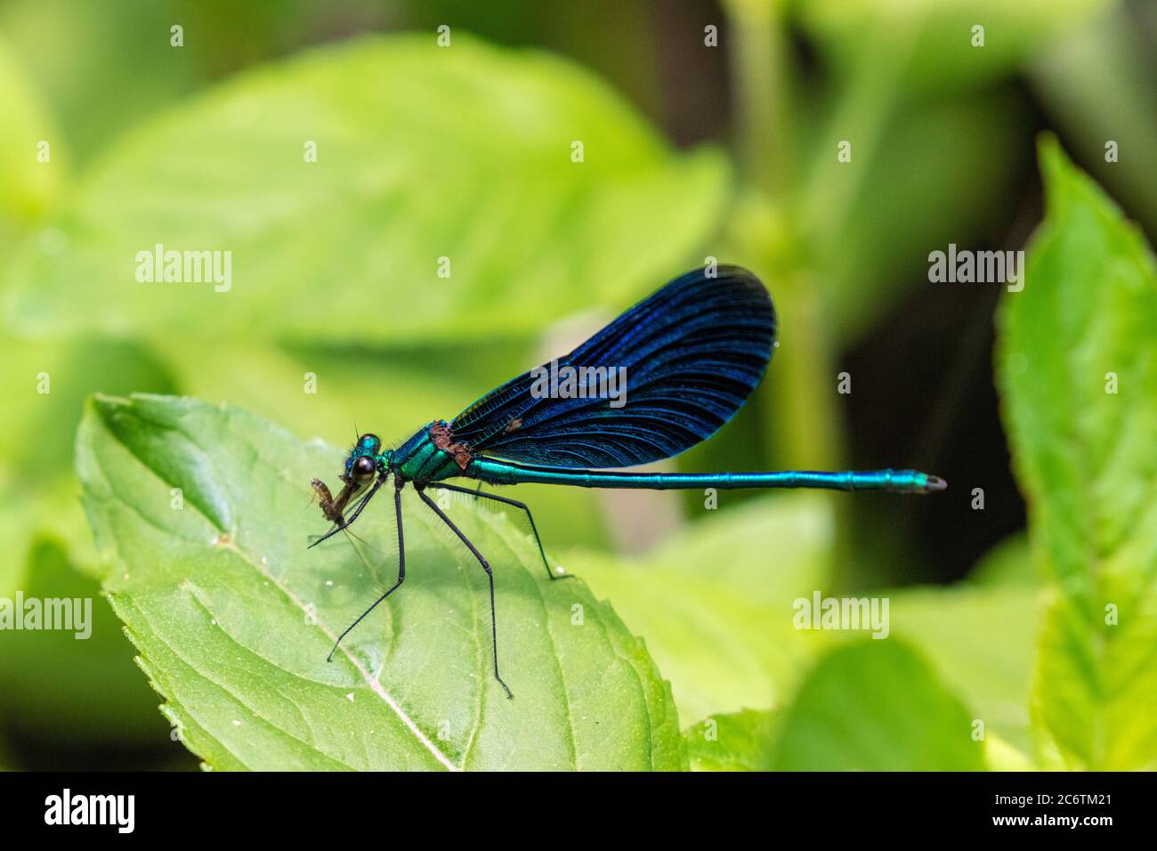 Die schöne demoiselle (Calopteryx virgo) auf der Vegetation im Nationalpark Plitvicer Seen, Kroatien Stockfoto