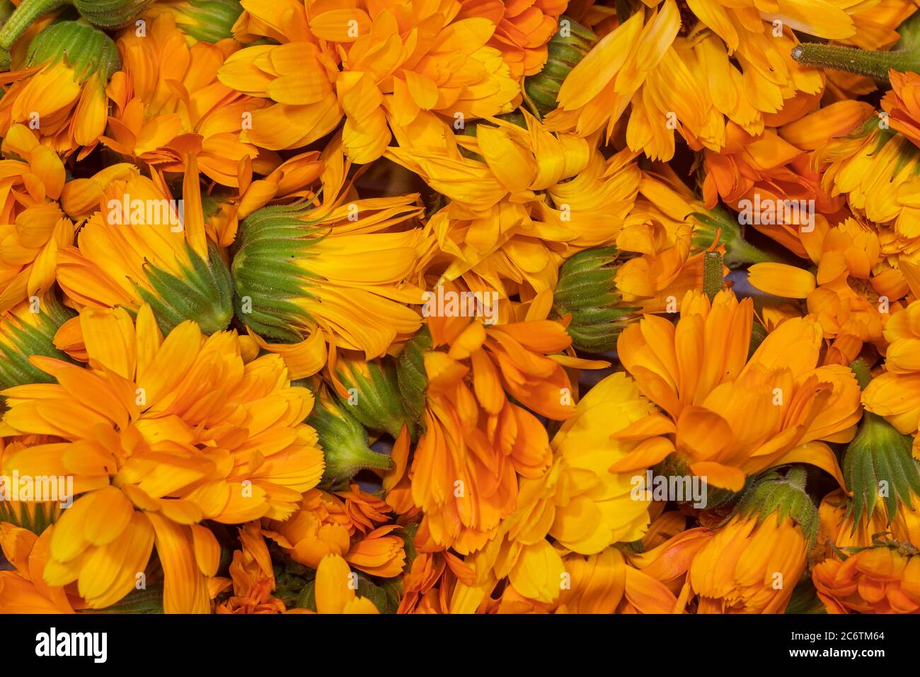 Lebendige orange Topf Ringelblume Calendula officinalis Blumen Stockfoto