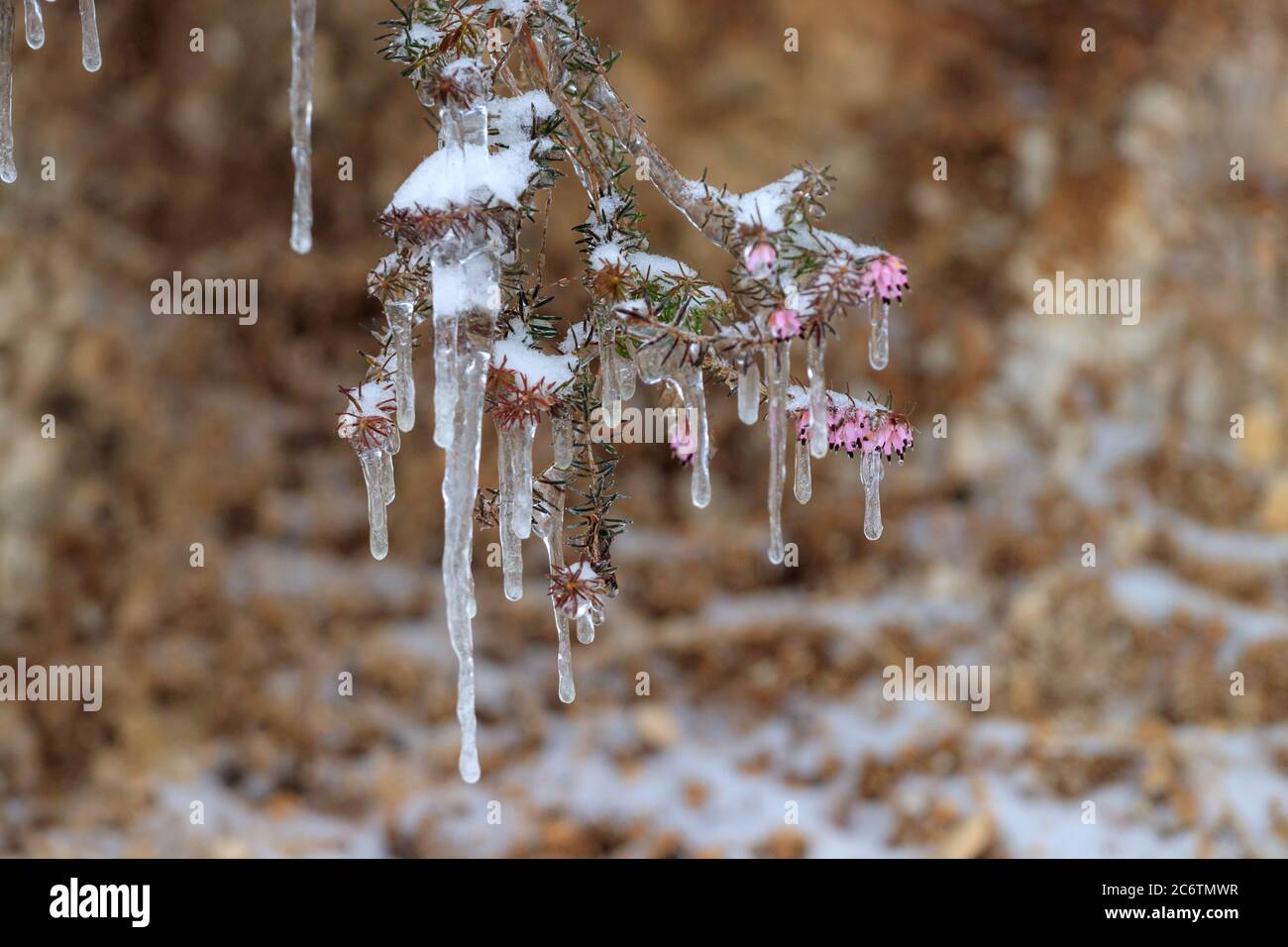 Winter gefrorene Blumen Zweig Stockfoto