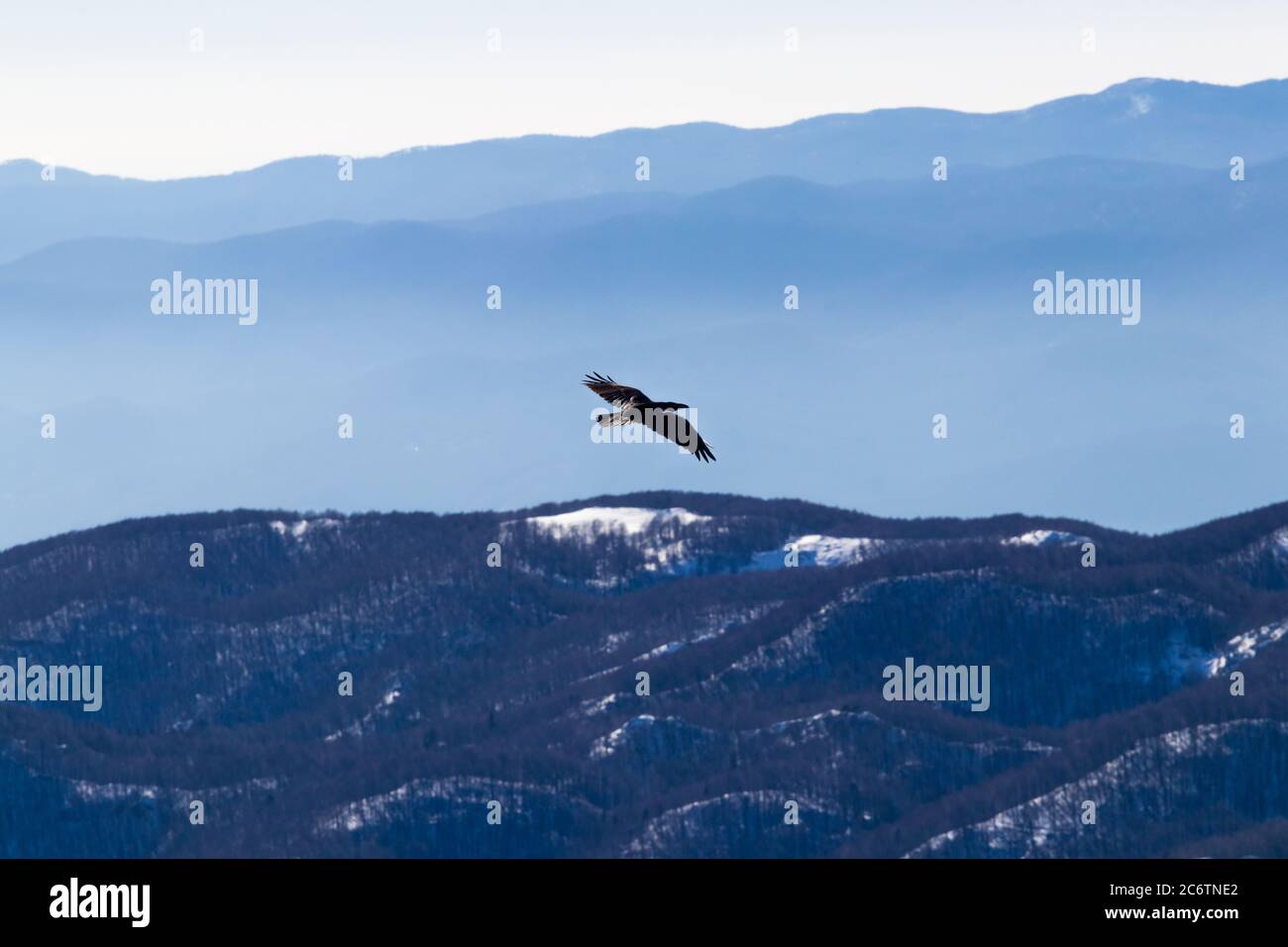 Schwarzer Rabe fliegen Winter Schnee Tal Stockfoto