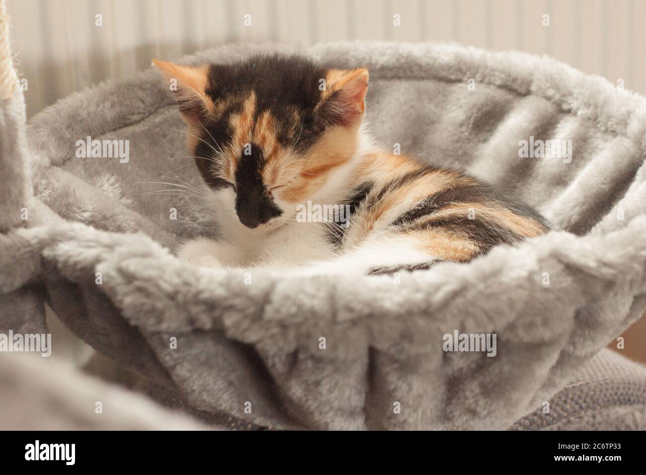 Süßes Calico/Schildkrötenkätzchen, schläft im Katzenbett. Stockfoto