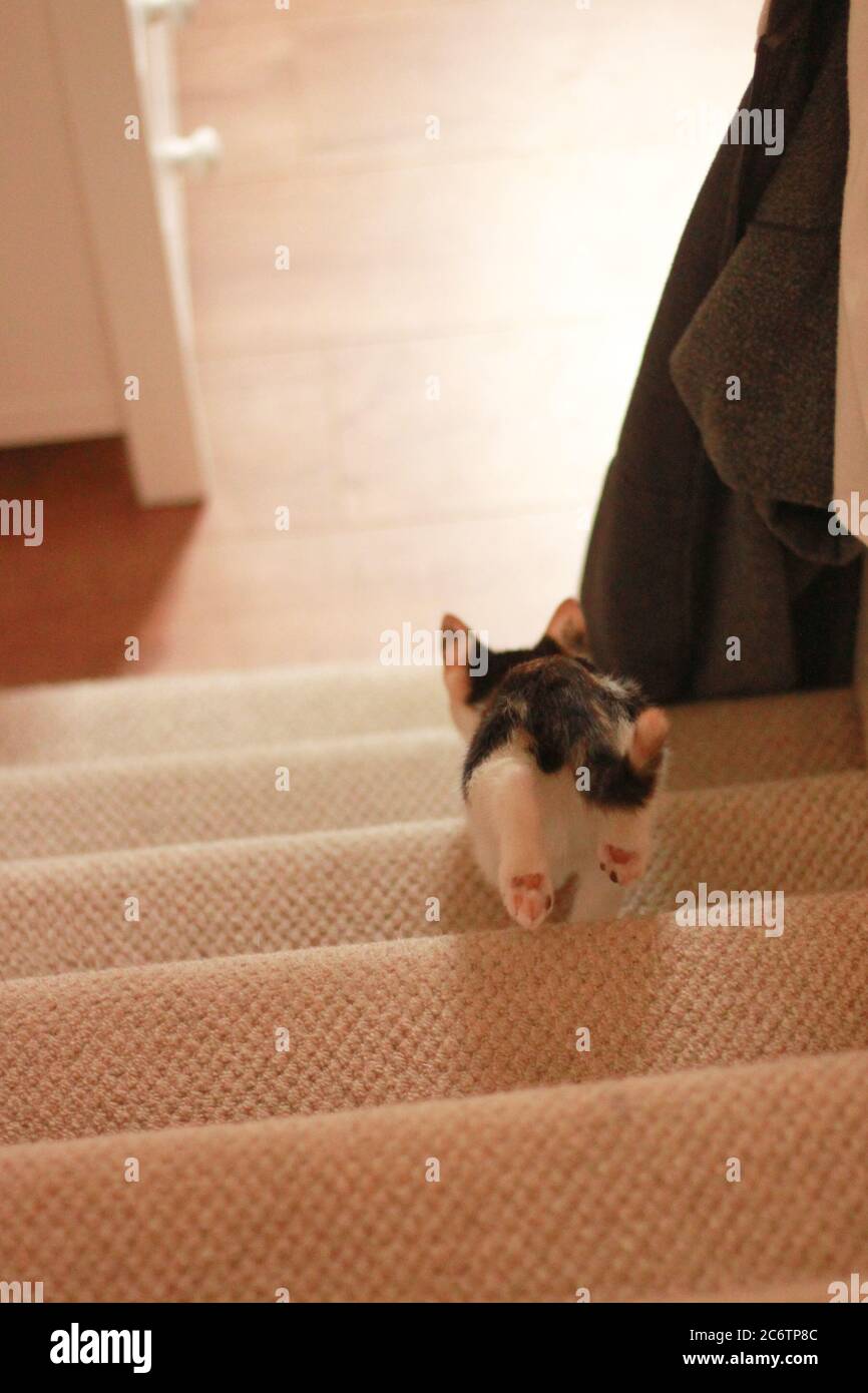 Calico/Schildkrötenkätzchen, die die Treppe hinunter laufen. Stockfoto