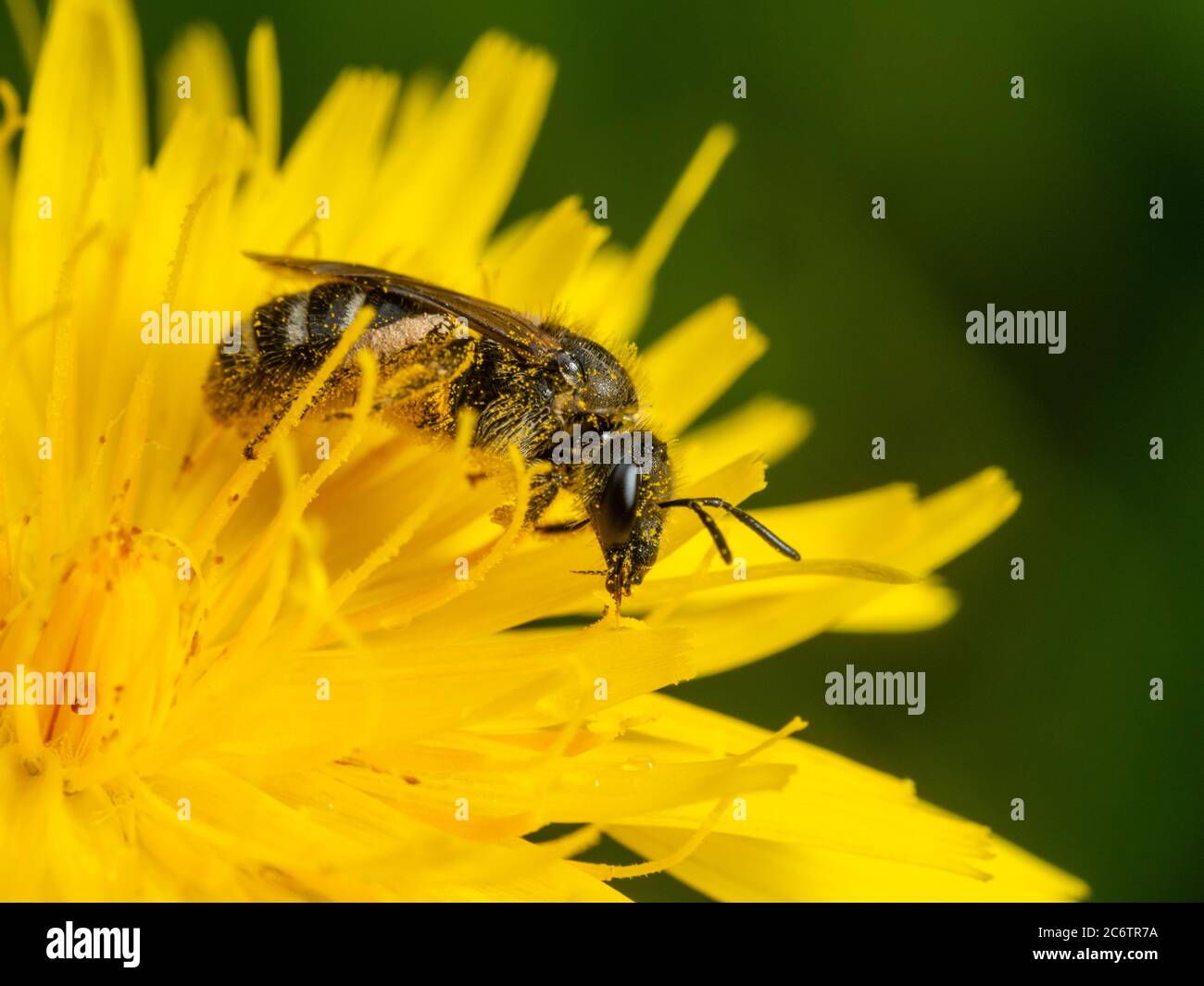 Gemeine Furchenbiene, Lasioglossum calceatum, die sich auf einer britischen Wiese mit dem Pollen einer Falkbit-Blume ernährt. Stockfoto