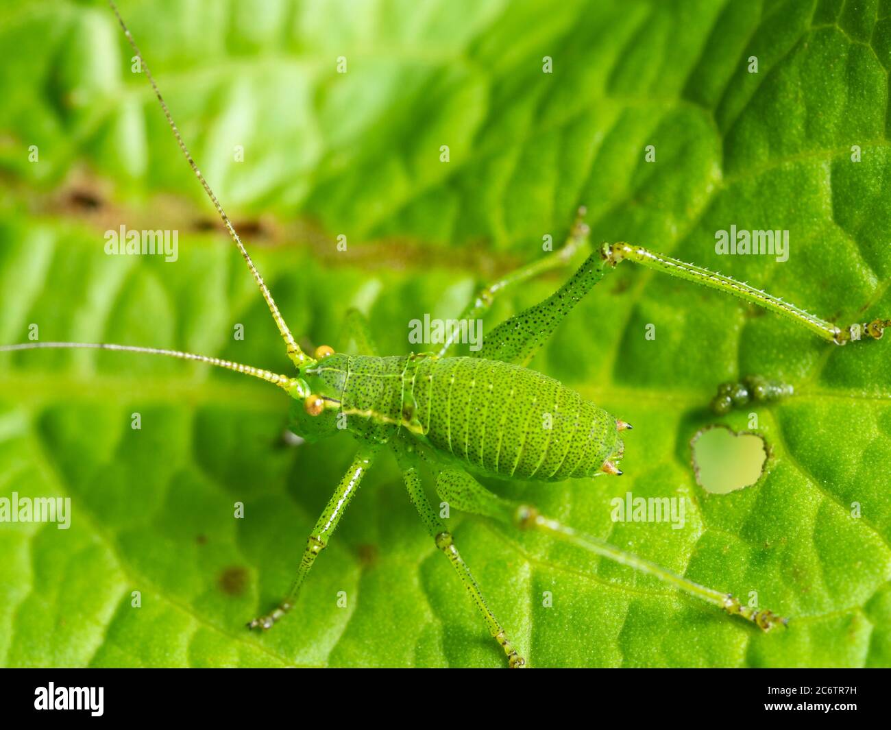 Schwarz getupft grünen Körper einer Nymphe der UK gesprenkelt Busch Cricket, Leptophyes punctatissima Stockfoto