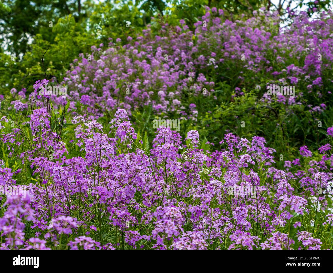 Dame Rakete lila Wildblumen wachsen im späten Frühjahr im Südwesten von Pennsylvania in der Nähe von Pittsburgh. Stockfoto