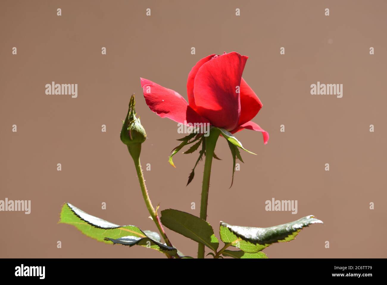 Eine Rose Knospe beginnt zu blühen. Stockfoto