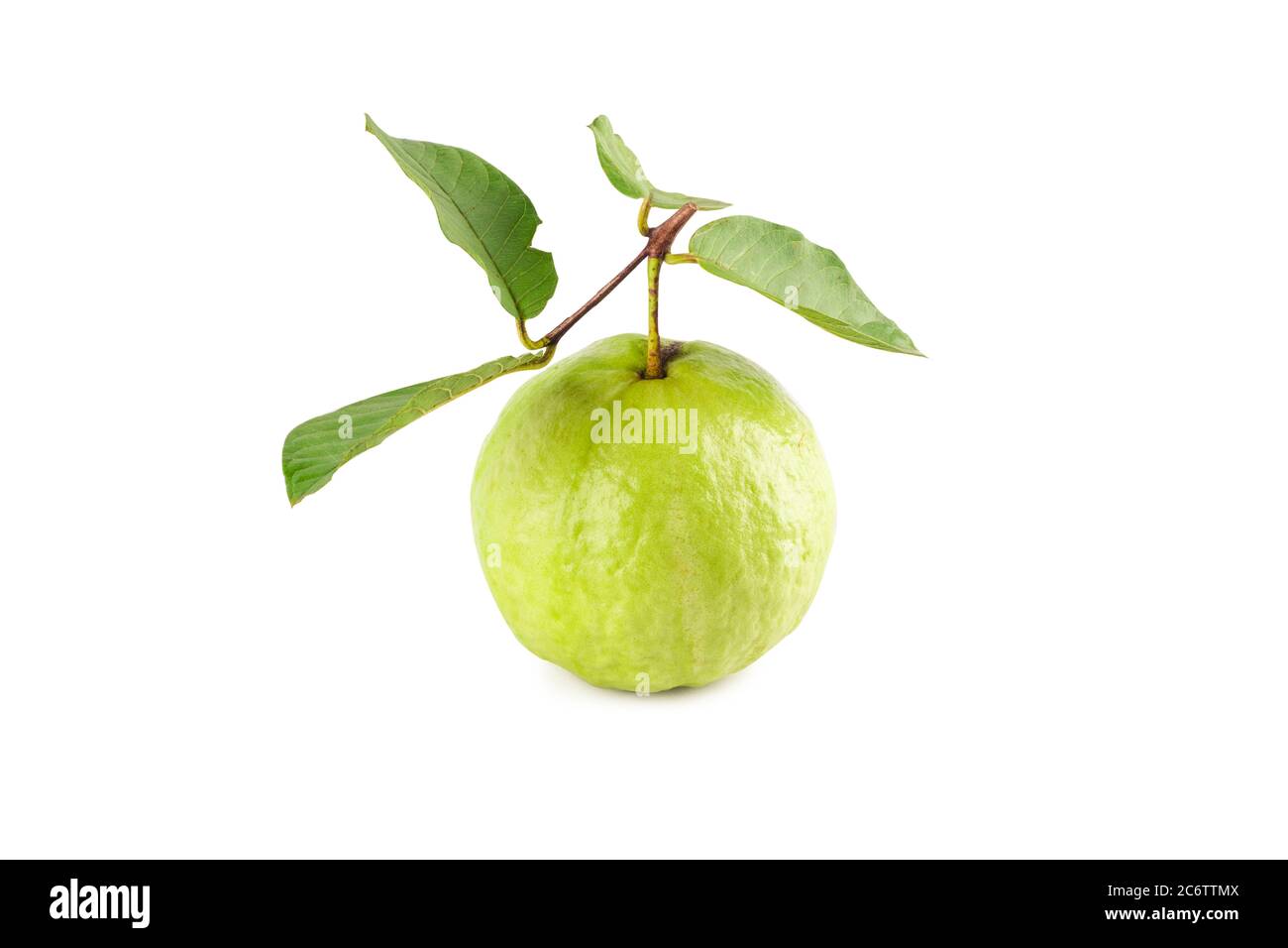 Crystal Guava psidium guajava Sorte auf weißem Hintergrund Obst Landwirtschaft Lebensmittel isoliert Stockfoto