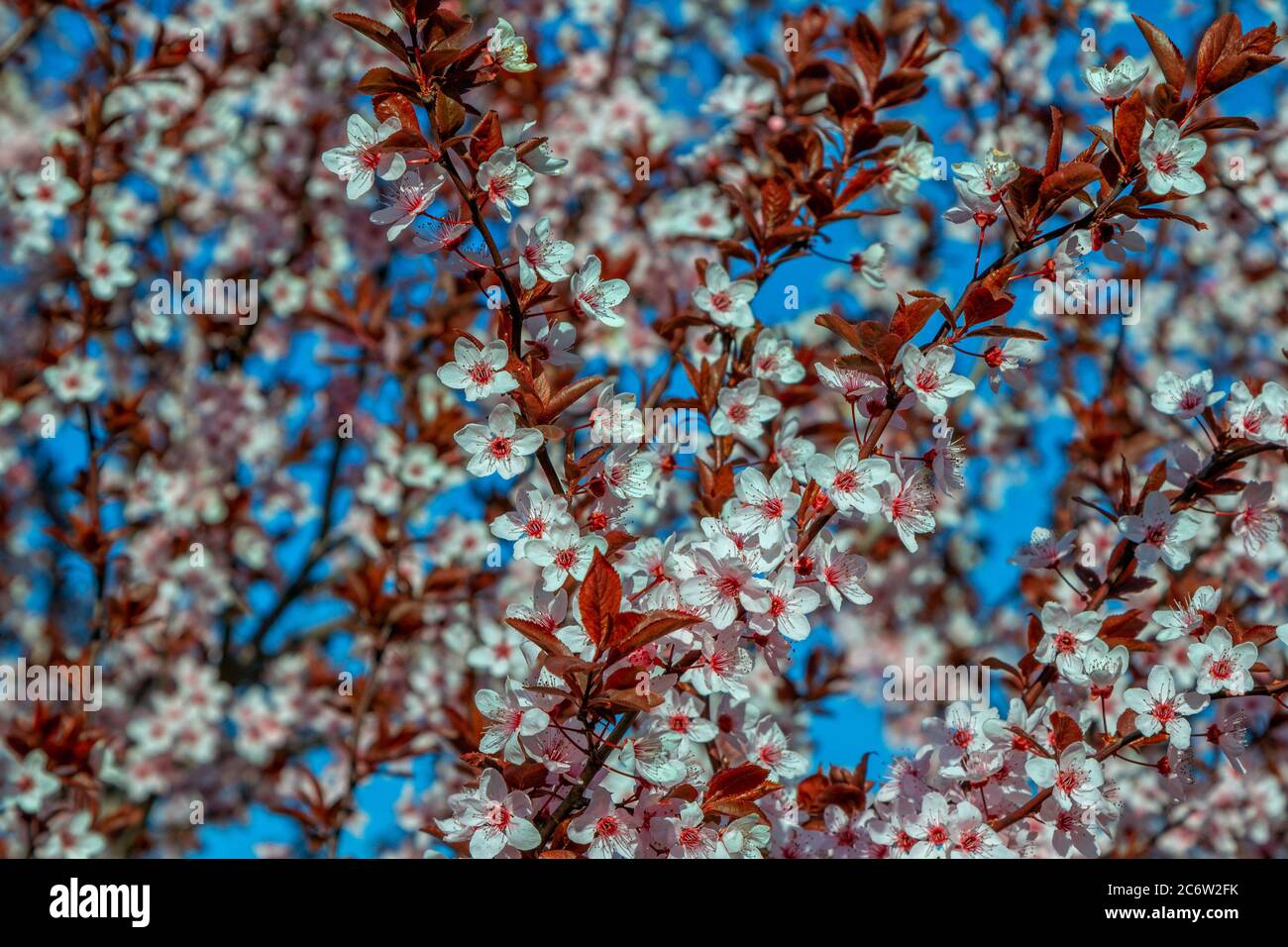 Schöne blühende Kirschbaumbäste mit rosa Blüten, die in einem Garten wachsen. Frühling Natur Hintergrund. Stockfoto