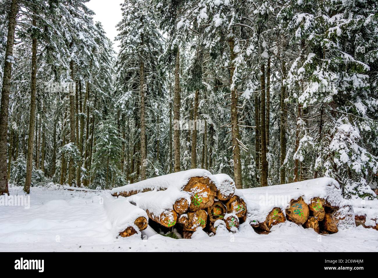 Schneebedeckte Baumstämme ruhen im Winter in einem ruhigen Wald in einer ruhigen Landschaft. Regionaler Naturpark Livradois Forez, Auvergne, Frankreich Stockfoto