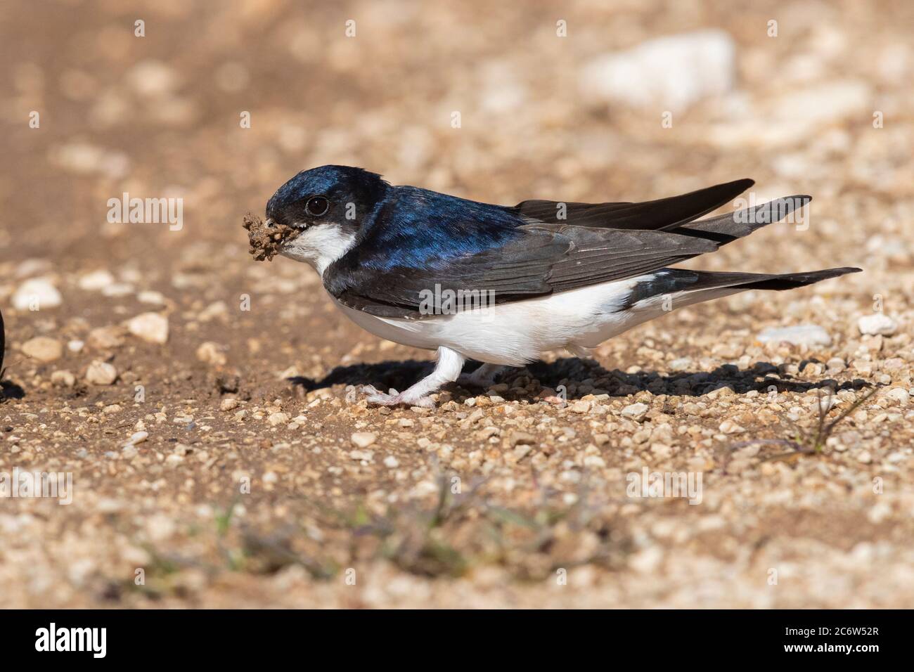 Gemeines Haus Martin (Delichon urbicum meridionale), Seitenansicht eines Erwachsenen, der Schlamm für das Nest sammelt, Abruzzen, Italien Stockfoto