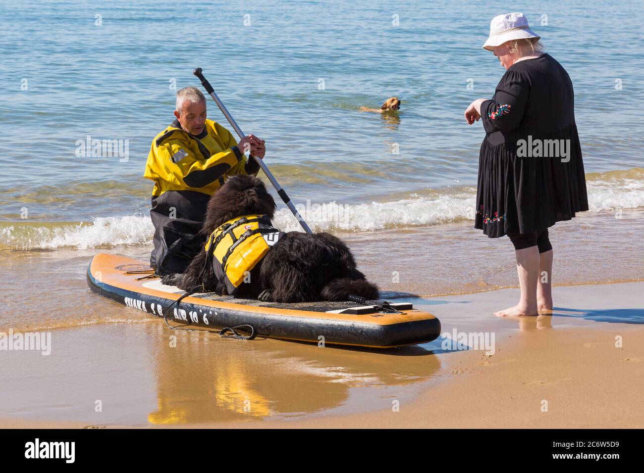 Hundeausbildung - Neufundland Hundeunterricht zum Paddeln in Poole, Dorset UK an warmen sonnigen Tag im Juli Stockfoto