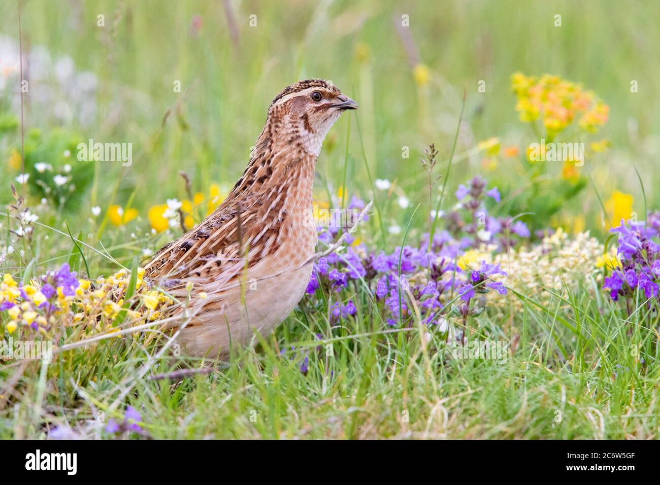 Wachtel (Coturnix coturnix), zweites Kalenderjahr Männchen stehend unter Blumen, Kampanien, Italien Stockfoto