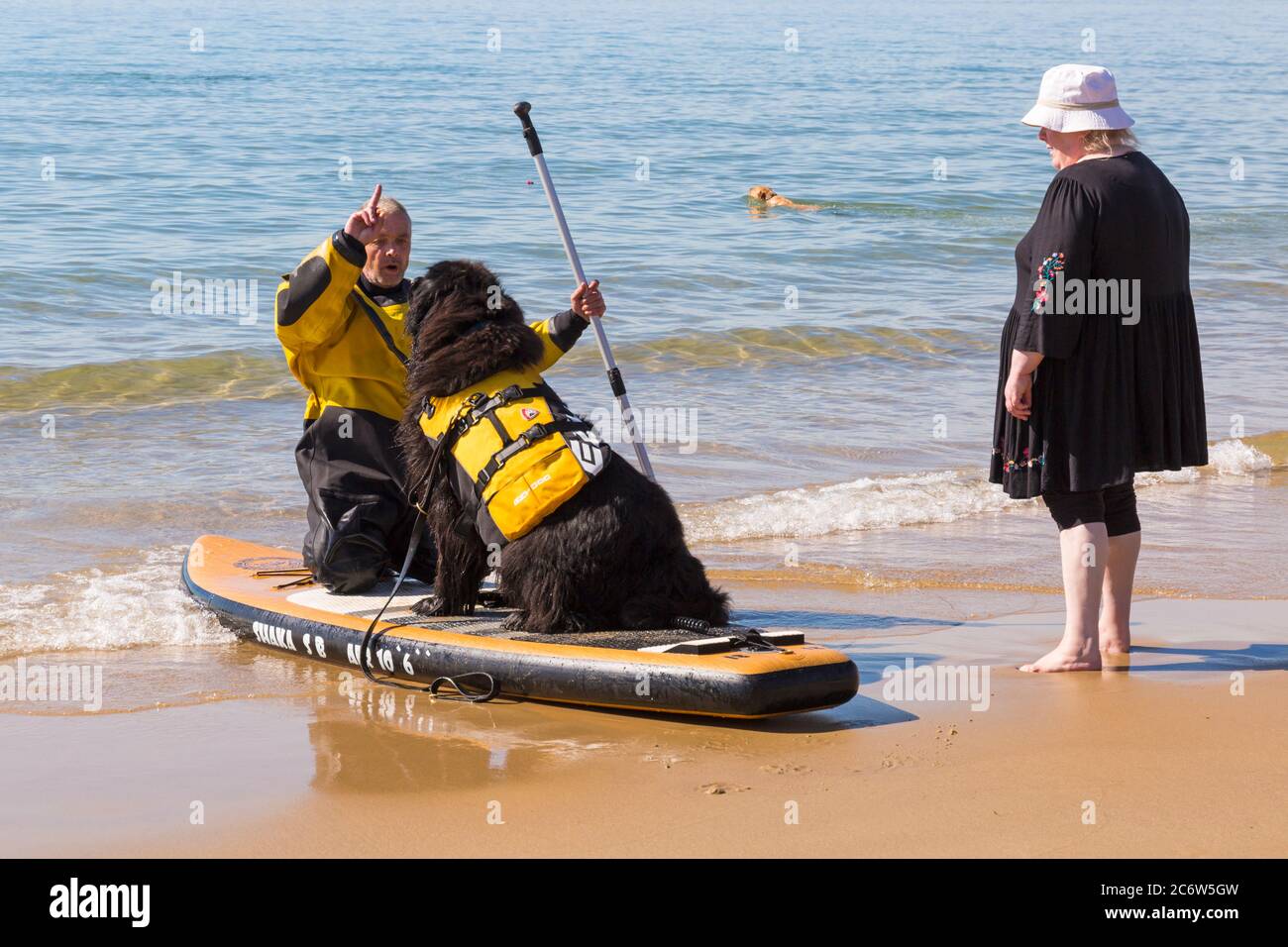 Hundeausbildung - Neufundland Hundeunterricht zum Paddeln in Poole, Dorset UK an warmen sonnigen Tag im Juli Stockfoto