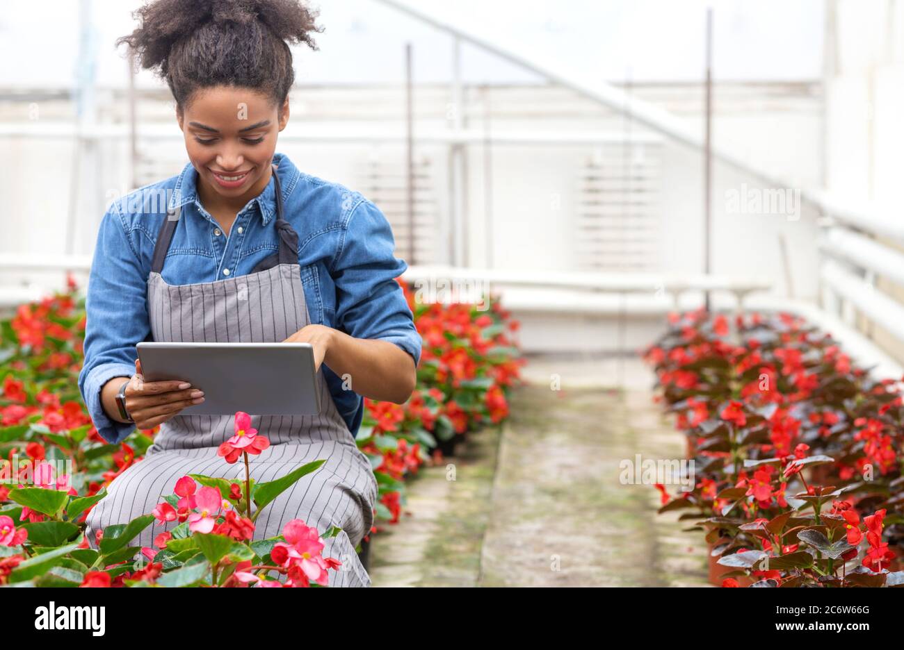 Klimakontrolle im Gewächshaus. Mädchen arbeitet mit digitalen Tablet auf Plantage Stockfoto