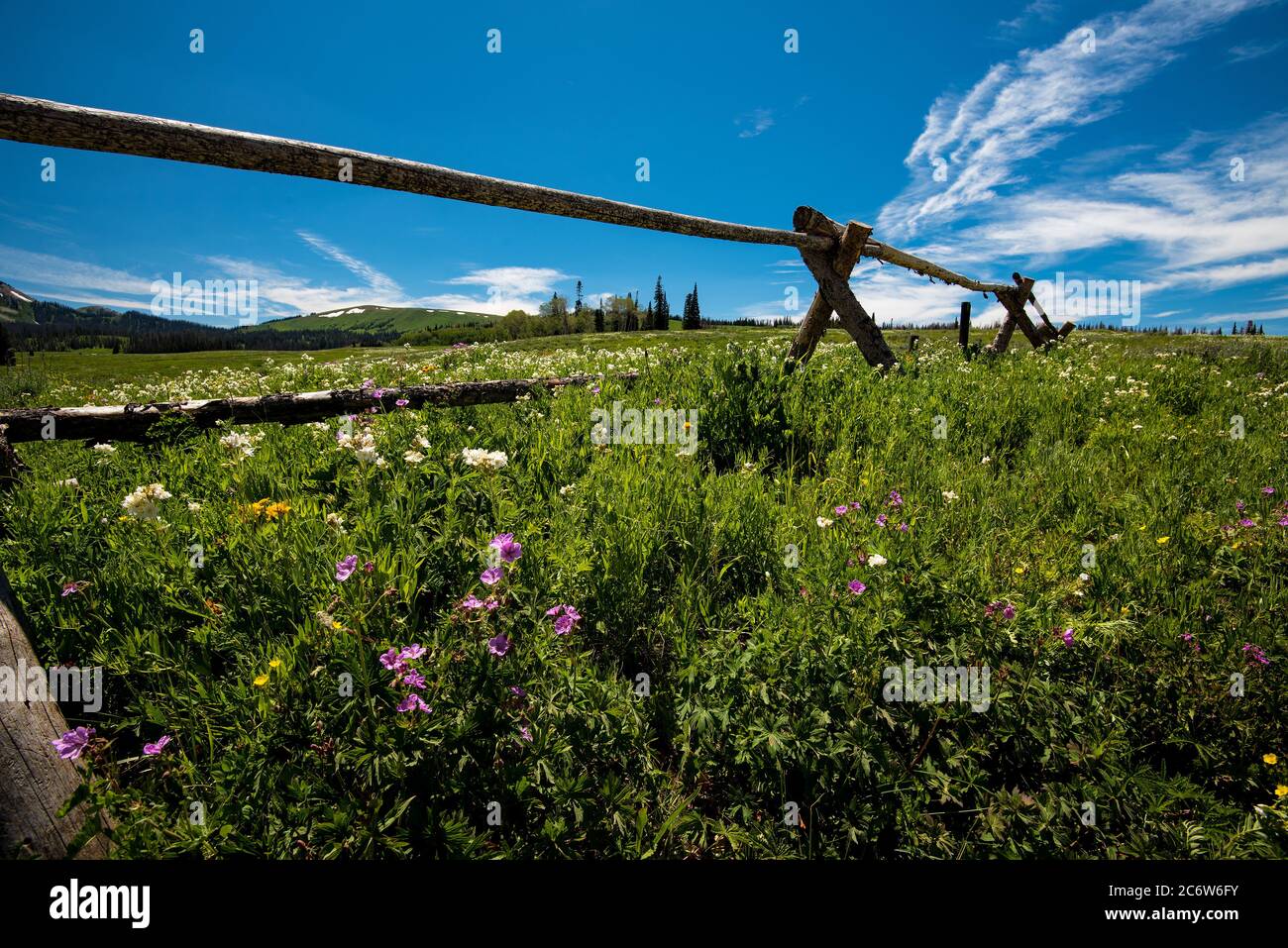 Wilde Blumen in den hohen Bergen von Utah, USA. Diese Blüten blühen in Höhen über 9000' in den Sommermonaten Juli und August. Stockfoto