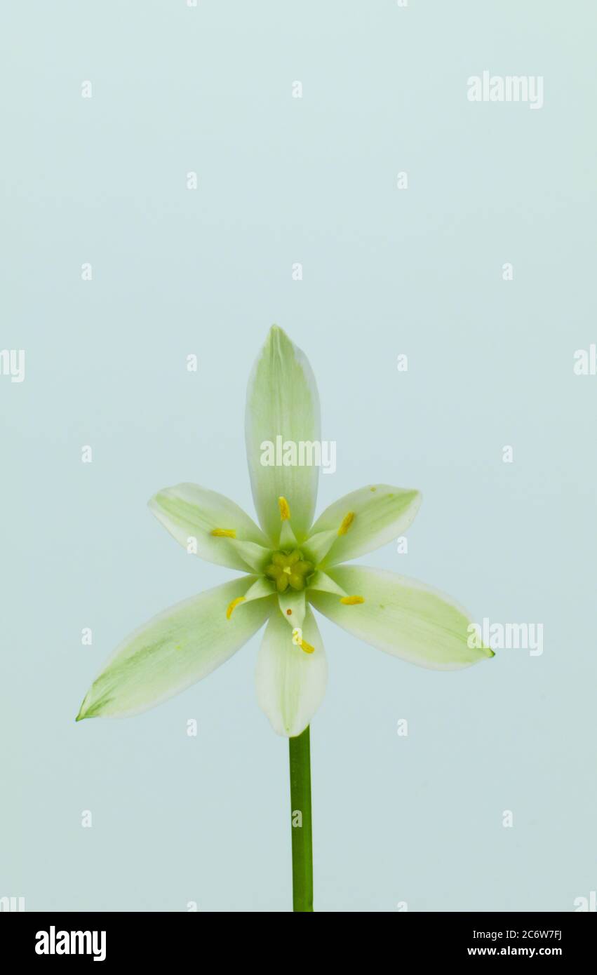 Isolierte geometrische Blume Stern-von-Bethlehem, Graslilie, Mittagsschlaf, Eleven-Uhr Lady, wissenschaftlicher Name Ornithogalum umbellatum Stockfoto
