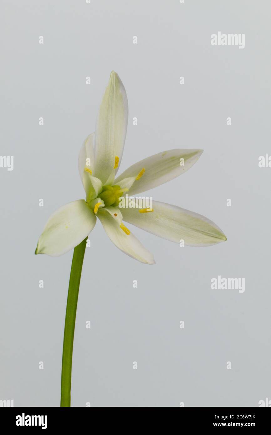 Isolierte geometrische Blume Stern-von-Bethlehem, Graslilie, Mittagsschlaf, Eleven-Uhr Lady, wissenschaftlicher Name Ornithogalum umbellatum Stockfoto