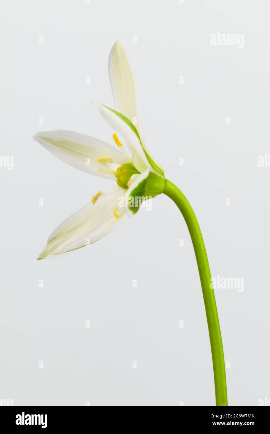 Isolierte geometrische Blume Stern-von-Bethlehem, Graslilie, Mittagsschlaf, Eleven-Uhr Lady, wissenschaftlicher Name Ornithogalum umbellatum Stockfoto