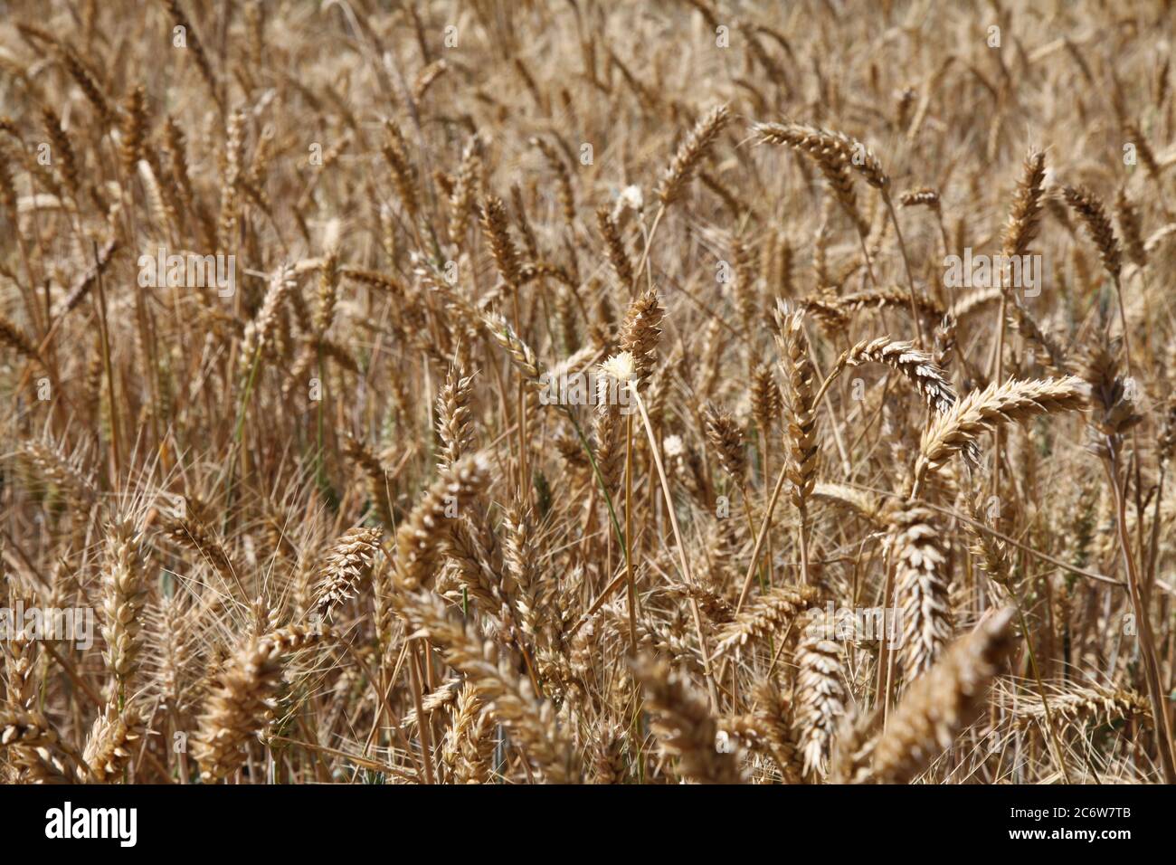 Weizen wächst in den Feldern von Gold Surrey, Großbritannien, Frühjahr 2020 Stockfoto