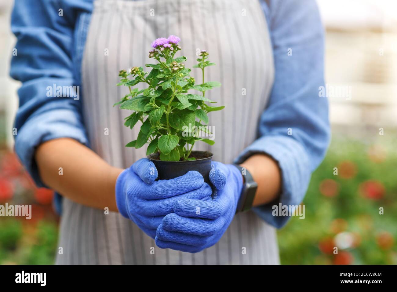 afroamerikanische Mädchen in Schürze und Handschuh mit lila Blume im Topf im Inneren des Gewächshauses mit verschwommenen Pflanzen Hintergrund Stockfoto
