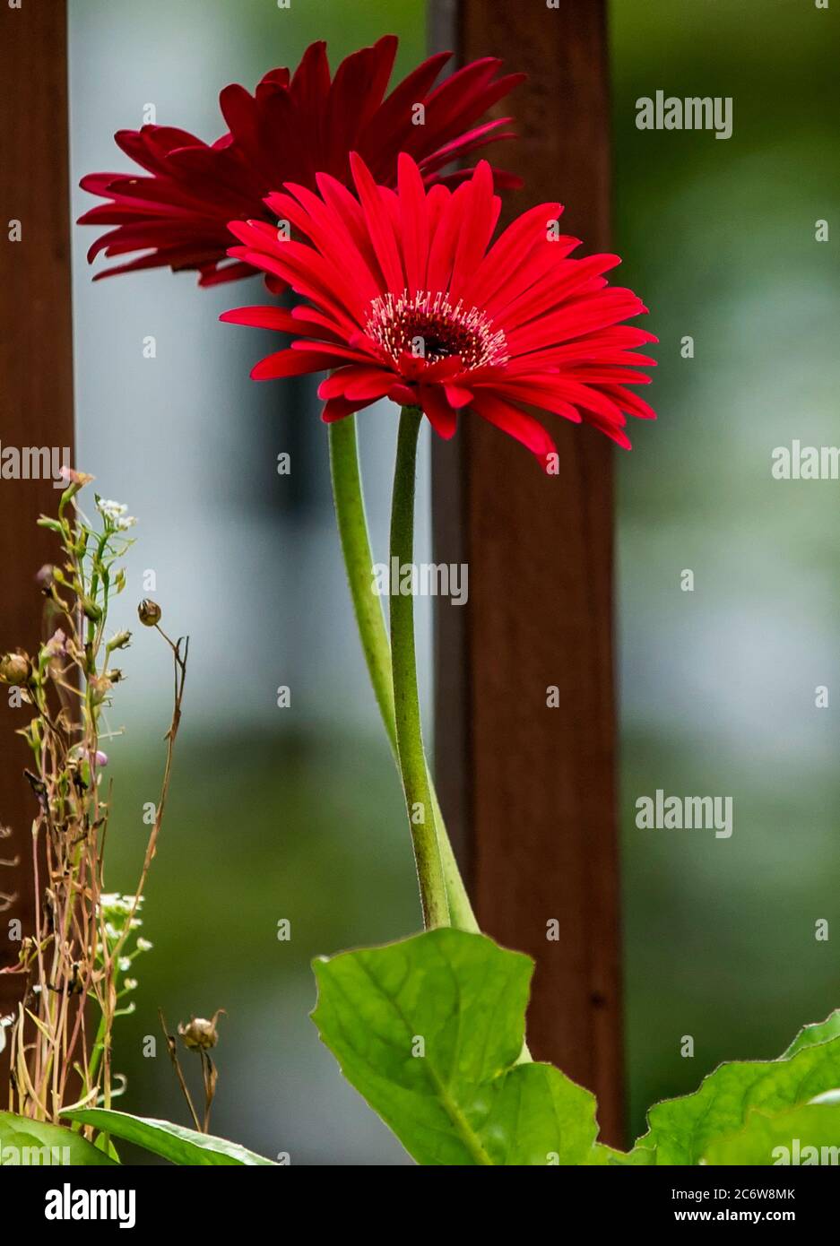 Große rote Blumen. Gerbera Gänseblümchen in voller Blüte Stockfotografie