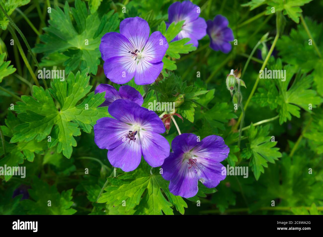 Hardy Purple Cranesbill Geranium Stockfoto
