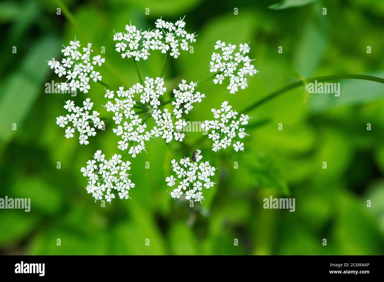 Blick auf einen Goutweed-Blütenkopf (Aegopodium podagraria) Stockfoto