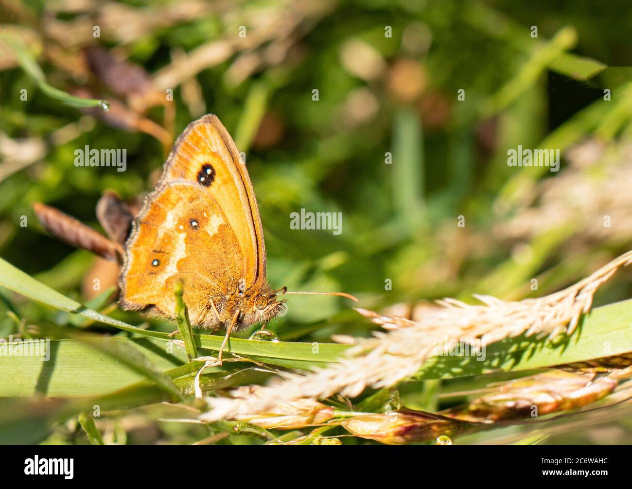 Torwart Butterfly, Pyronia tithonus, kleiner Schmetterling auf einem grünen Blatt in Großbritannien, Sommer 2020 Stockfoto