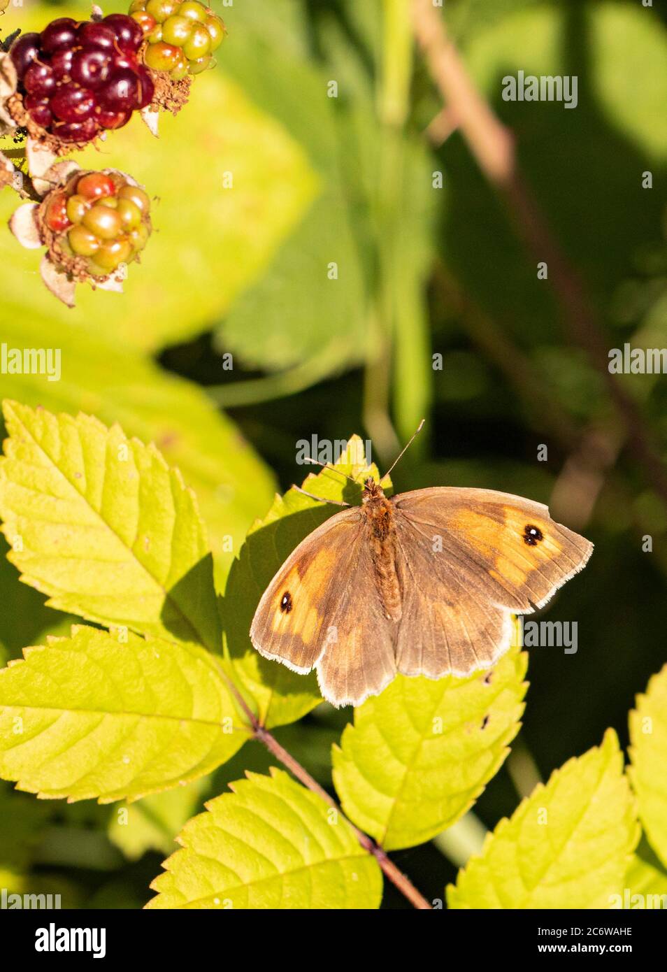 Torwart Butterfly, Pyronia tithonus, kleiner Schmetterling auf einem grünen Blatt in Großbritannien, Sommer 2020 Stockfoto