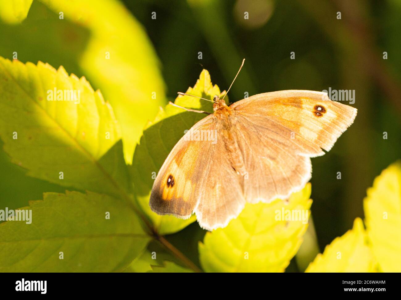 Torwart Butterfly, Pyronia tithonus, kleiner Schmetterling auf einem grünen Blatt in Großbritannien, Sommer 2020 Stockfoto