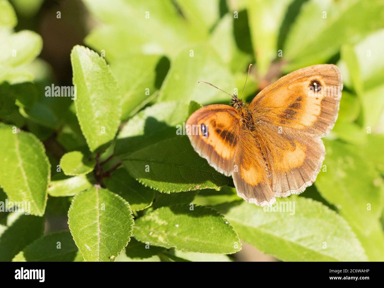 Torwart Butterfly, Pyronia tithonus, kleiner Schmetterling auf einem grünen Blatt in Großbritannien, Sommer 2020 Stockfoto