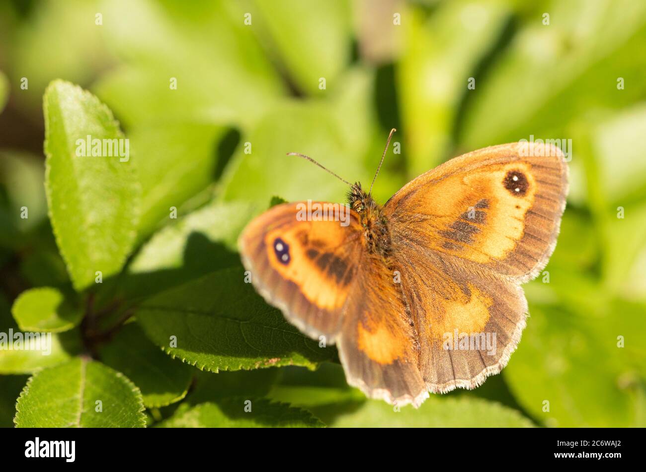 Torwart Butterfly, Pyronia tithonus, kleiner Schmetterling auf einem grünen Blatt in Großbritannien, Sommer 2020 Stockfoto