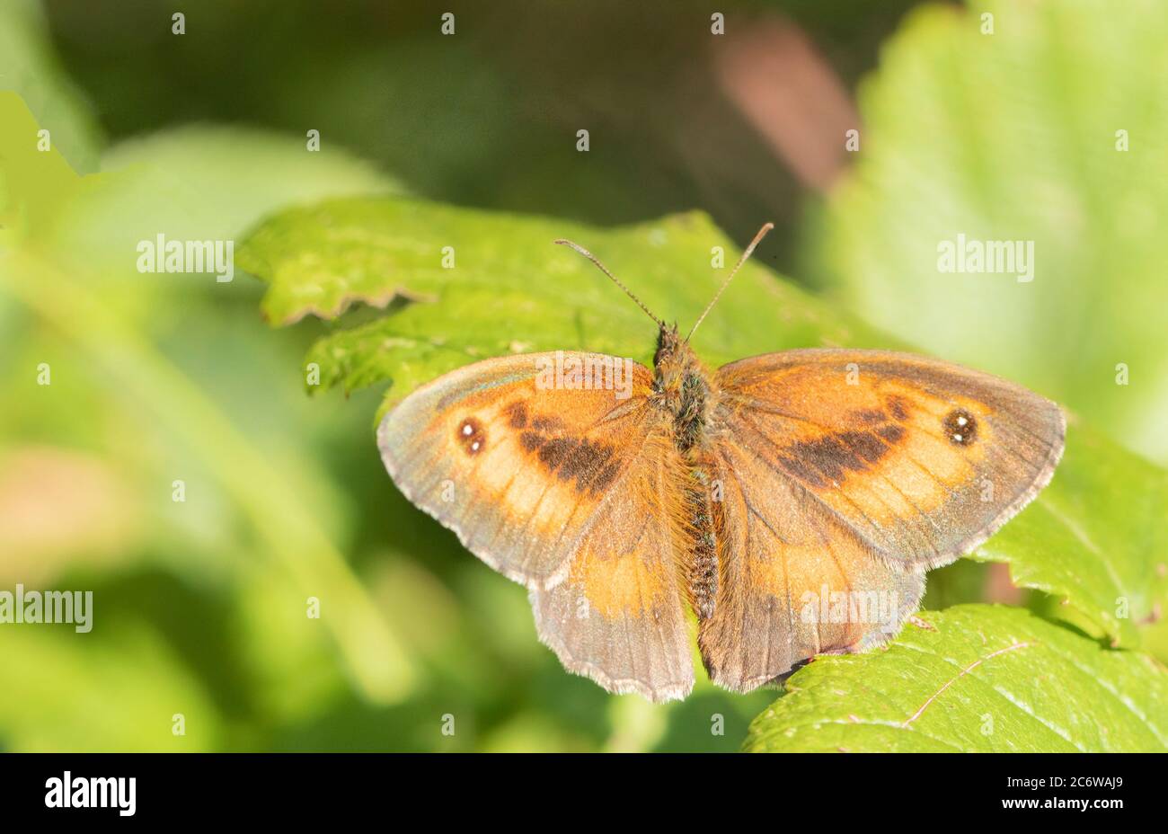 Torwart Butterfly, Pyronia tithonus, kleiner Schmetterling auf einem grünen Blatt in Großbritannien, Sommer 2020 Stockfoto