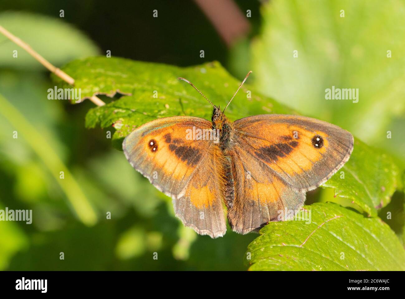 Torwart Butterfly, Pyronia tithonus, kleiner Schmetterling auf einem grünen Blatt in Großbritannien, Sommer 2020 Stockfoto