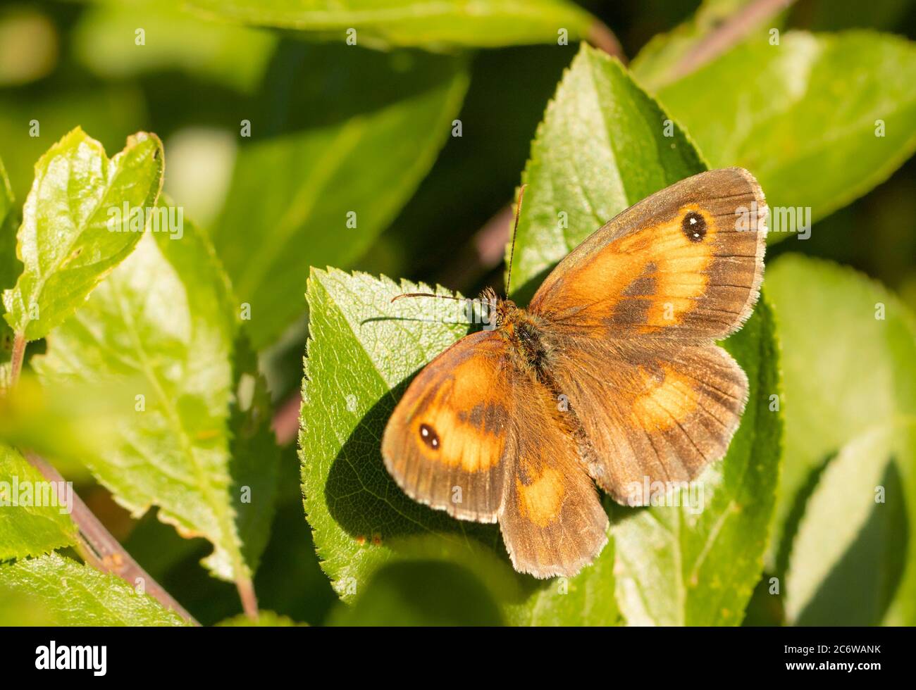 Torwart Butterfly, Pyronia tithonus, kleiner Schmetterling auf einem grünen Blatt in Großbritannien, Sommer 2020 Stockfoto
