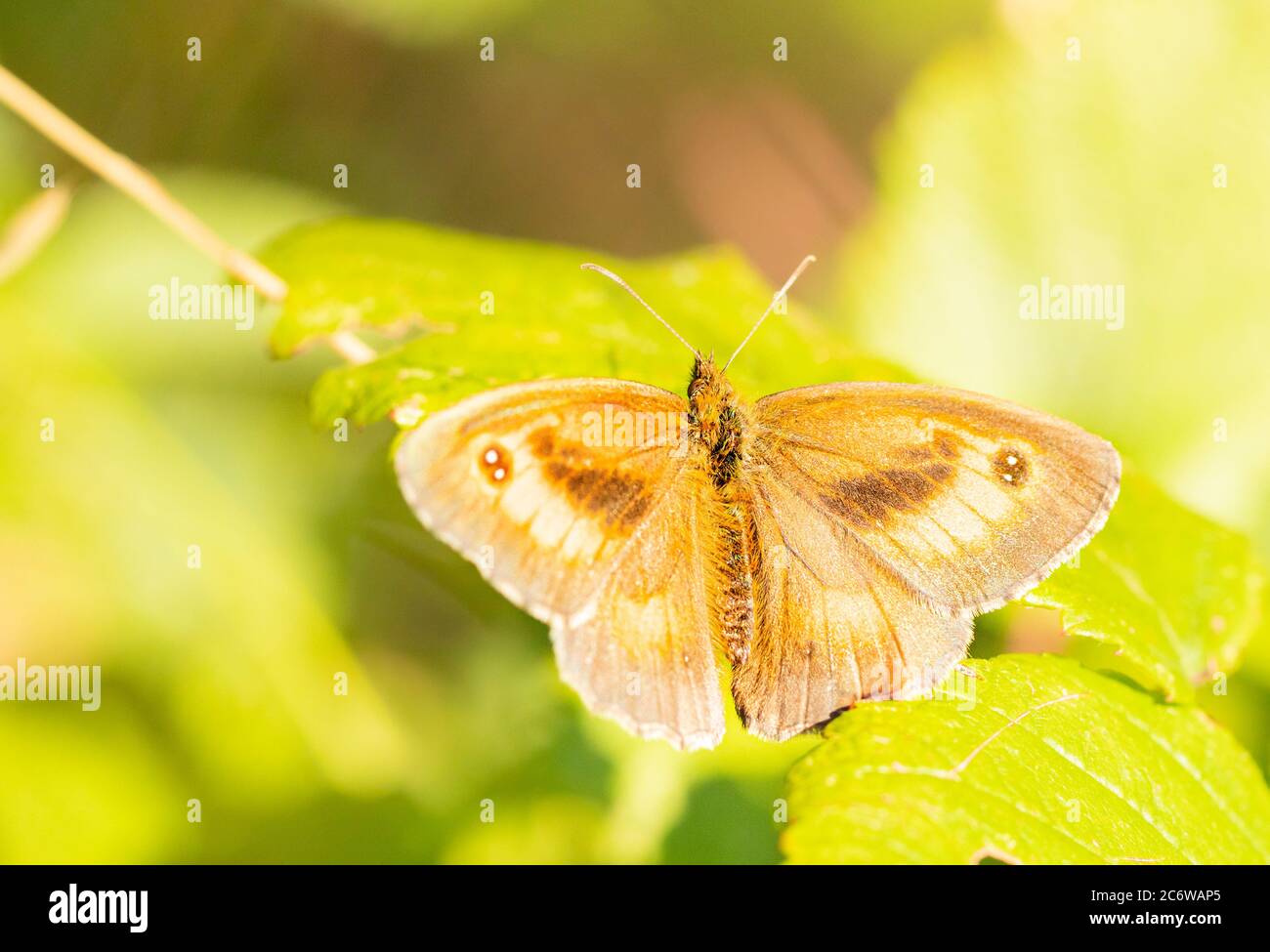 Torwart Butterfly, Pyronia tithonus, kleiner Schmetterling auf einem grünen Blatt in Großbritannien, Sommer 2020 Stockfoto